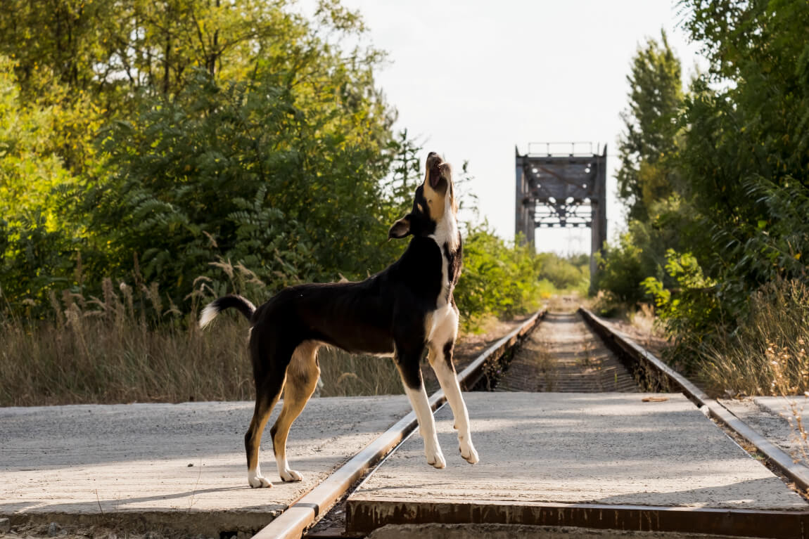 Triff die Hunde von Chernobyl