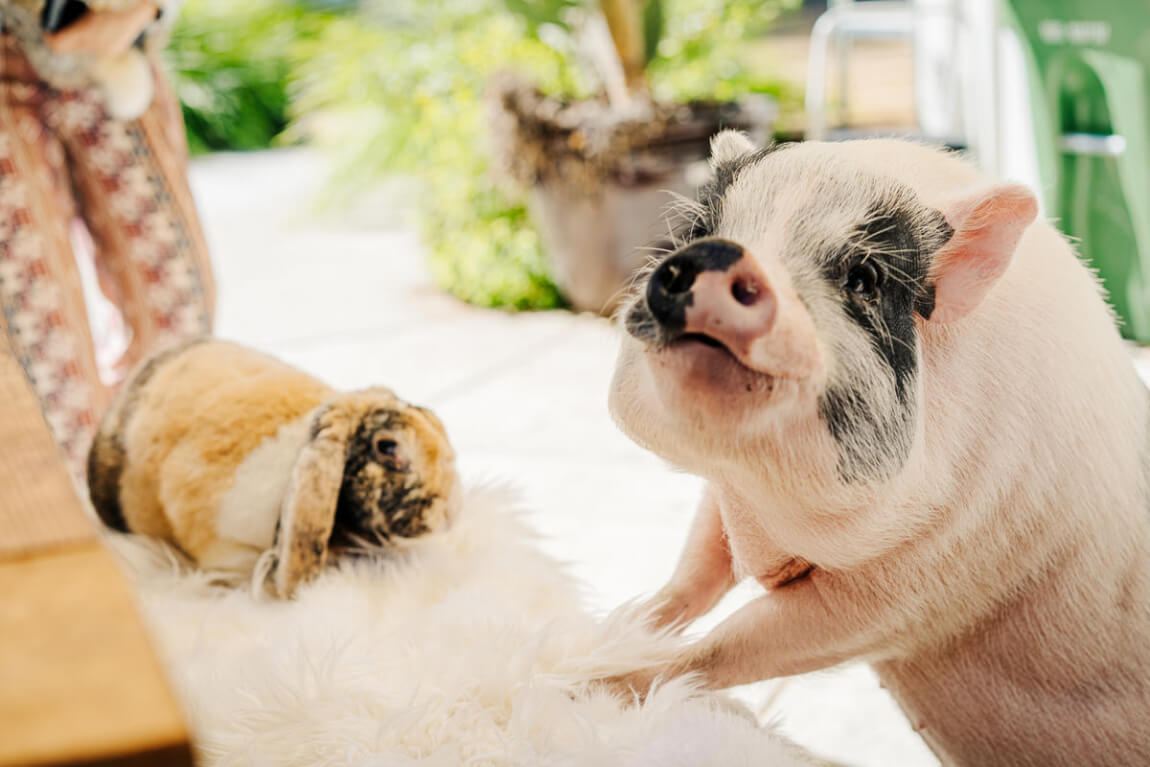 Picnic with Pickles the Pig