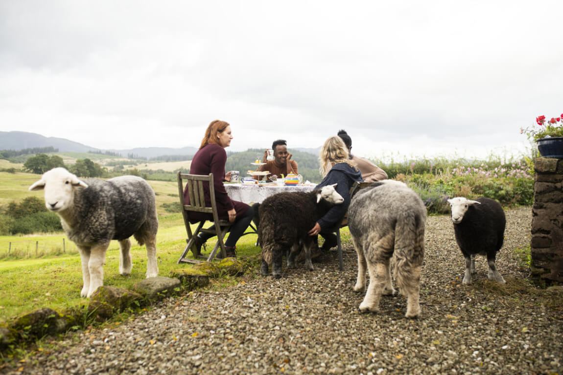 Tea with Lambs