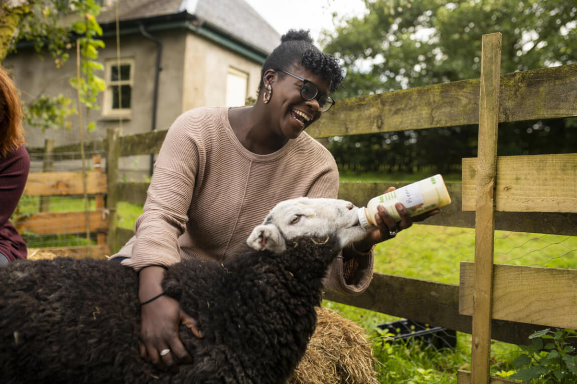 Tea with Lambs